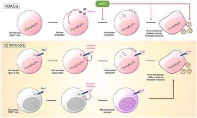 Targeting Immune Checkpoint Molecules to Eliminate Latent HIV